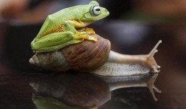 吸血蛙在线观看